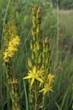 Narthecium ossifragum. Соцветие. Нидерланды, провинция Drenthe, окр. населённого пункта Donderen, окраина частично осушенного верхового болота. 21 июня 2009 г.