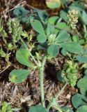 Medicago lupulina. Верхушка побега с незрелыми соплодиями. Узбекистан, г. Ташкент, пос. Улугбек, санитарно-защитная зона. 05.06.2016.