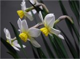 genus Narcissus