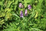 Aconitum napellus. Верхушка побега с соцветием. Тверская обл., Весьегонск, в культуре. 8 августа 2022 г.