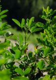 Chamaecytisus ruthenicus