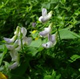 Vicia sylvatica