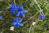 Gentiana angulosa