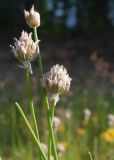 Allium schoenoprasum