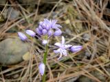 Scilla lilio-hyacinthus