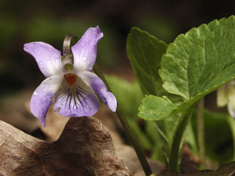 Изображение особи род Viola.