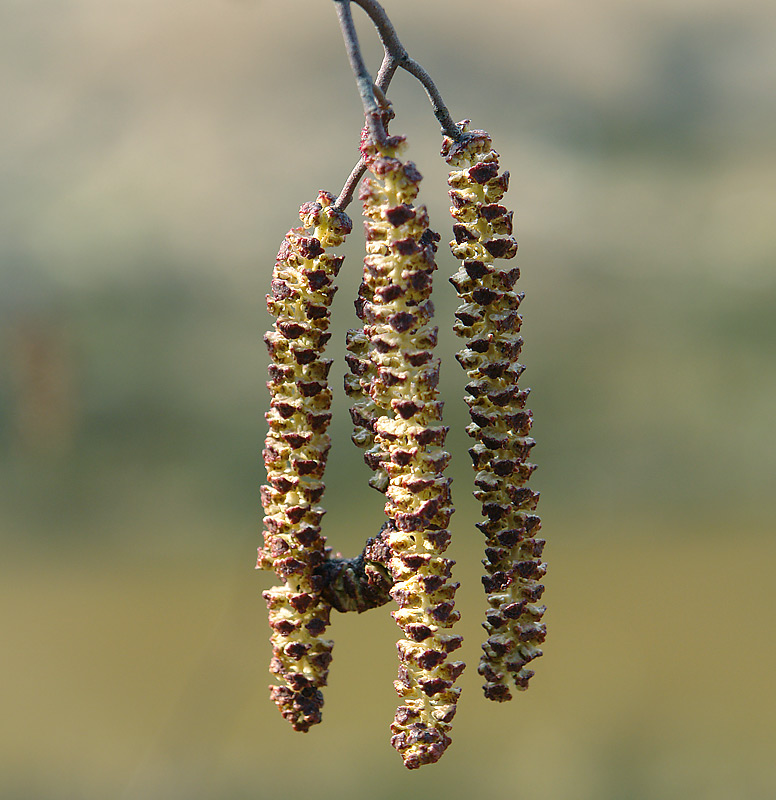 Изображение особи Alnus glutinosa.