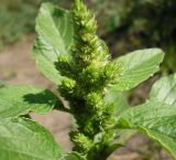 Amaranthus retroflexus