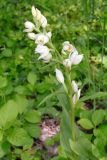 Cephalanthera damasonium