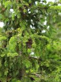 Picea × fennica. Ветви с шишками. Мурманская обл., Кандалакшский р-н, пос. Лувеньга. 03.07.2010.