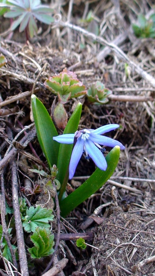 Изображение особи Scilla caucasica.