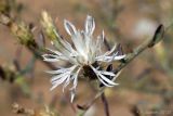 Centaurea diffusa. Соцветие. Ростовская обл., Неклиновский р-н, Троицкое с/п, балка. 19.07.2012.