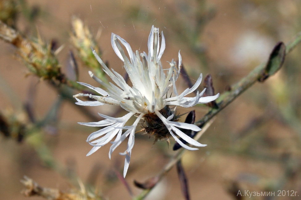 Изображение особи Centaurea diffusa.