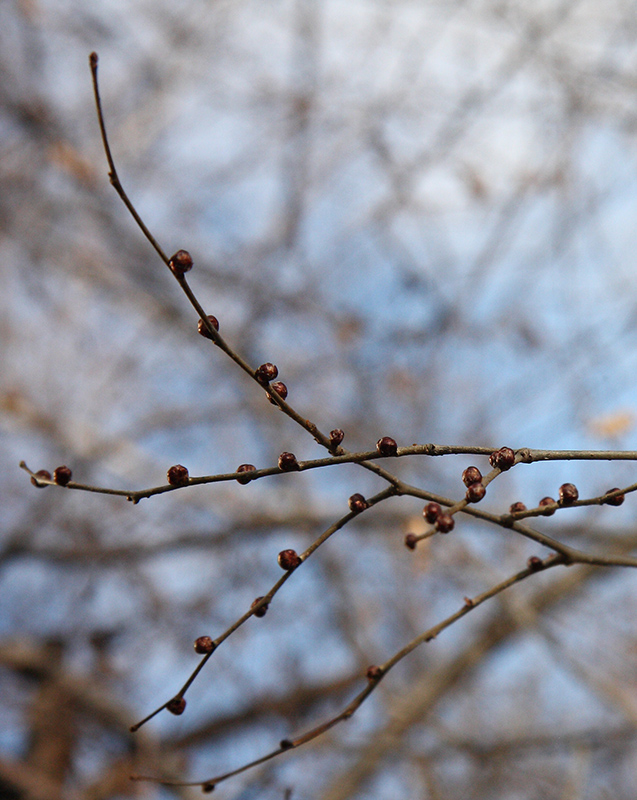 Изображение особи Ulmus pumila.