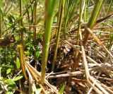 Carex lasiocarpa