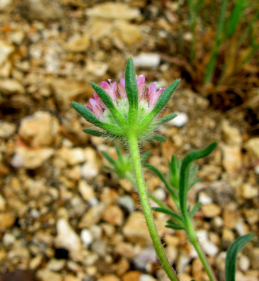 Image of Lomelosia micrantha specimen.