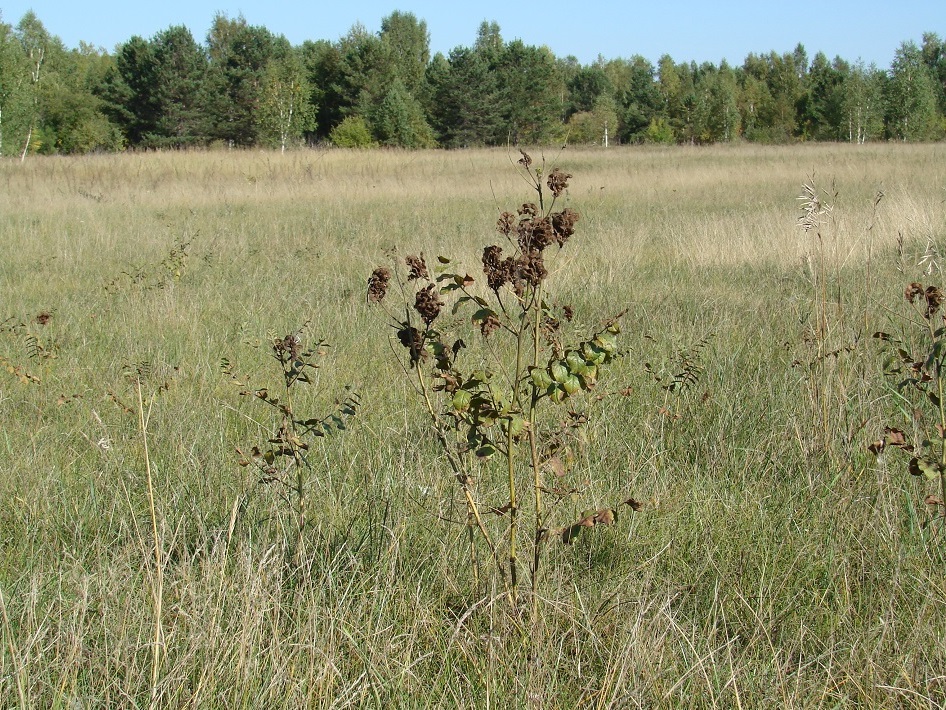 Изображение особи Glycyrrhiza grandiflora.