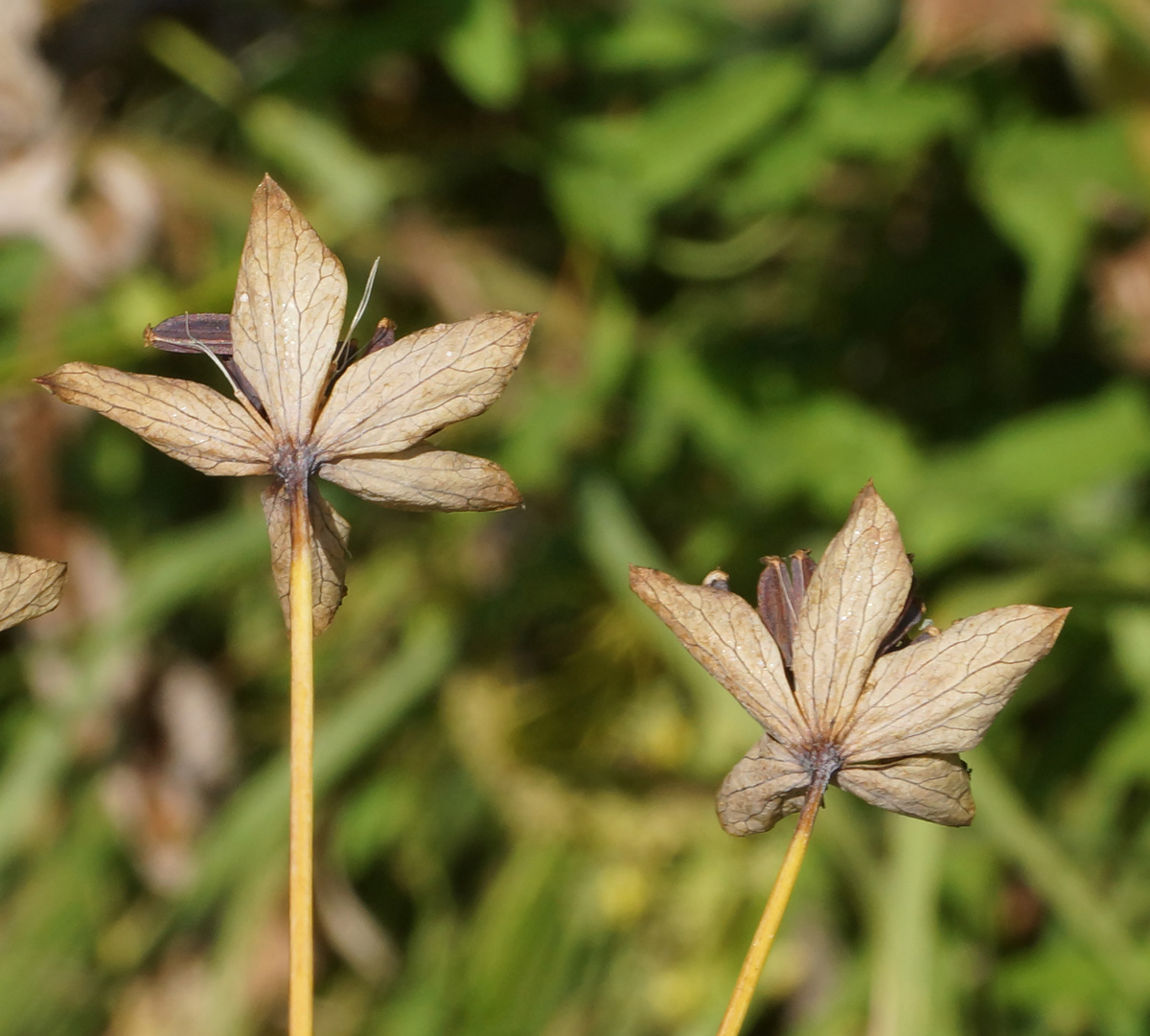 Изображение особи Bupleurum longifolium ssp. aureum.