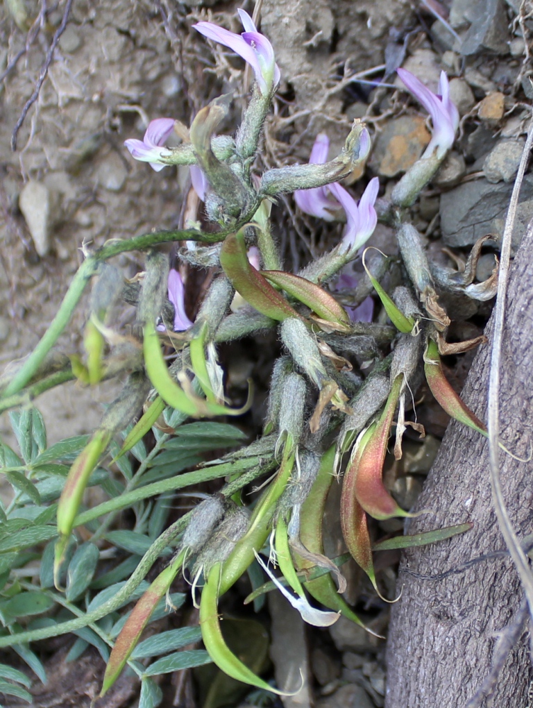 Изображение особи Astragalus pendulinus.