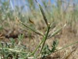 Astragalus stenoceras