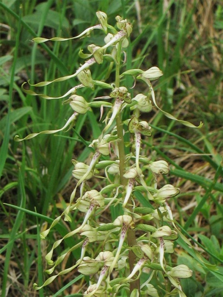 Изображение особи Himantoglossum hircinum.
