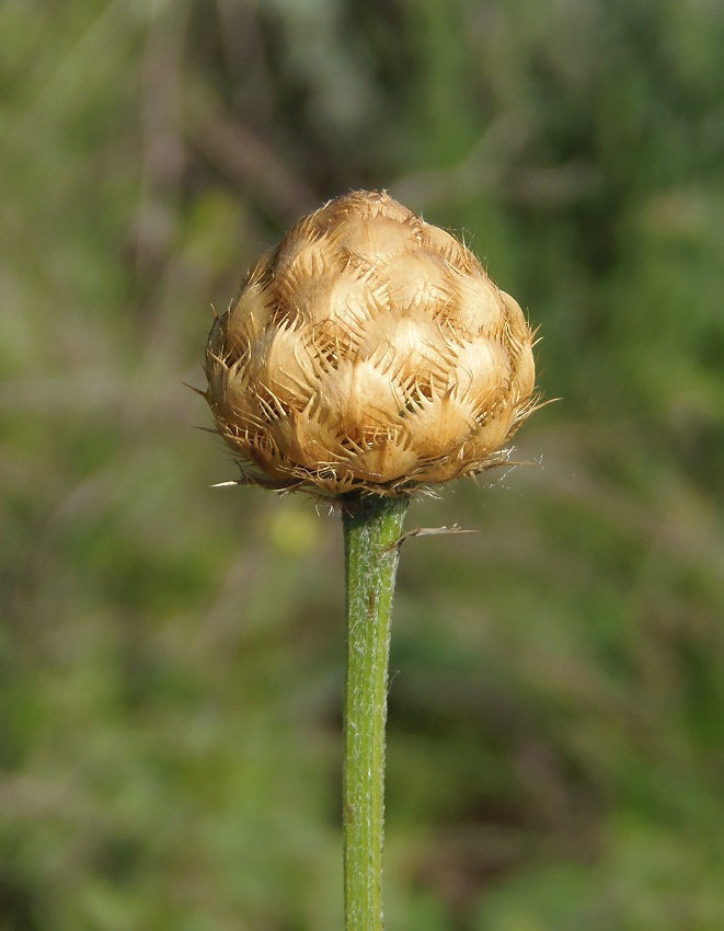 Изображение особи Centaurea orientalis.