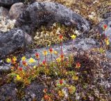 Saxifraga glutinosa. Отцветающие и плодоносящие растения. Красноярский край, п-ов Таймыр, горы Бырранга, гора Заячья, каменистый участок склона. 10.08.2016.