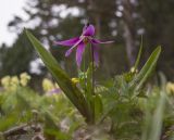 Erythronium sibiricum