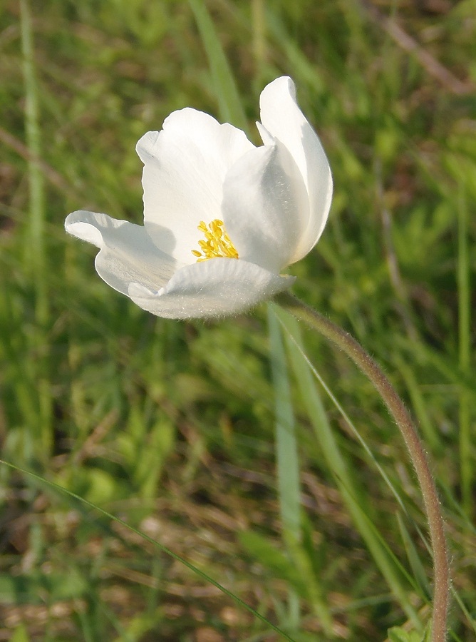 Изображение особи Anemone sylvestris.