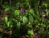 Lathyrus vernus