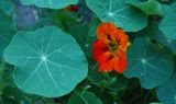 Tropaeolum majus