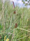 Carex melanostachya