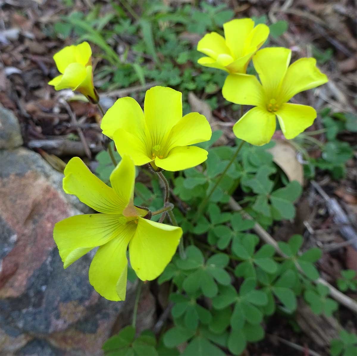 Изображение особи Oxalis pes-caprae.