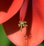 Erythrina crista-galli