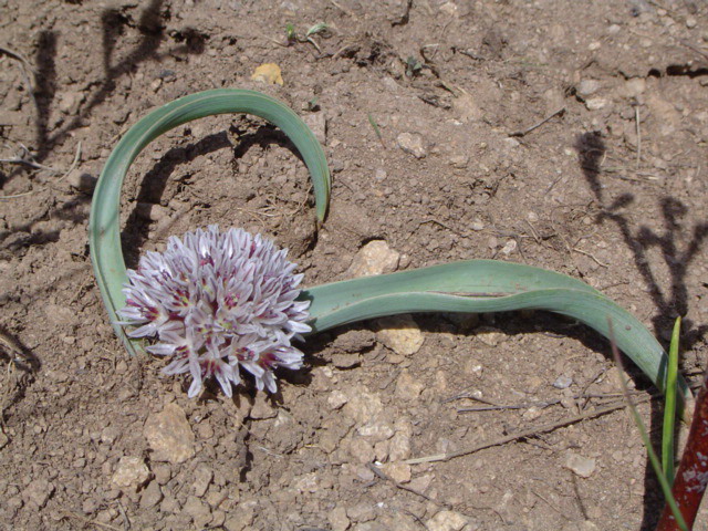 Изображение особи Allium egorovae.