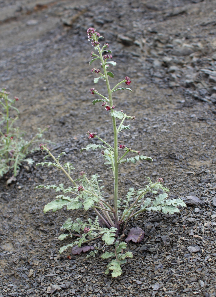 Изображение особи Scrophularia rosulata.