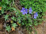 Geranium gymnocaulon