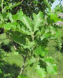 Quercus pubescens