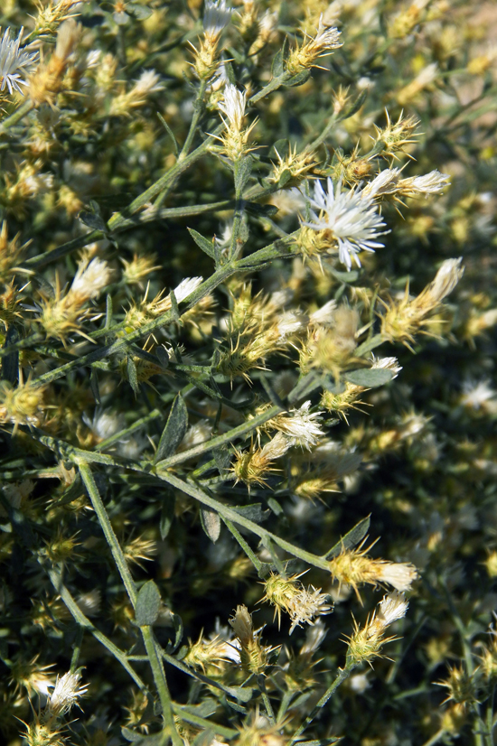 Изображение особи Centaurea pseudosquarrosa.