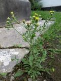 Erigeron khorassanicus