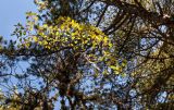 Cotinus coggygria. Части веток с листьями в осенней окраске. Горный Крым, над Никитской расселиной, сосново-лиственный лес. 26.09.2018.