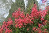 Lagerstroemia indica. Соцветия на верхушках побегов (на втором плане - прозрачная крона Genista aetnensis и густая зелень Cupressus sempervirens). Южный берег Крыма, г. Ялта, Приморский парк, в культуре. 9 августа 2018 г.