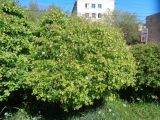 род Crataegus. Расцветающее растение. Тверская обл., г. Тверь, Пролетарский р-н, просп. 50 лет Октября, в озеленении. 18.05.2019.