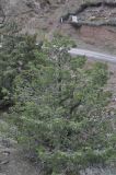 Juniperus deltoides. Вегетирующее растение. Турция, ил Артвин, окр. крепости Теккале, на каменистой осыпи. 22.04.2019.