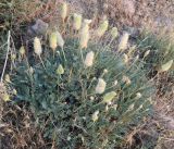 Astragalus lagurus