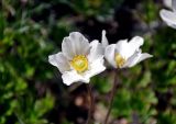 Anemone sylvestris. Цветки. Алтай, Кош-Агачский р-н, долина р. Аккаллу-Озек, ≈ 2300 м н.у.м., горная тундра. 17.06.2019.