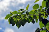 Populus laurifolia. Верхушка ветви. Алтай, Улаганский р-н, окр. с. Чибит, устье р. Чибитка, ≈ 1100 м н.у.м., пойменная терраса. 22.06.2019.