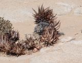 Aloe asperifolia. Вегетирующие и цветущее растения (слева - Monchema cleomoides). Намибия, регион Erongo, ок. 30 км к востоку от г. Свакопмунд, пустыня Намиб, национальный парк \"Dorob\", ок. 320 м н. у. м. 03.03.2020.