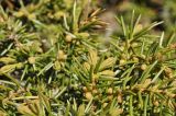 Juniperus rigida подвид litoralis