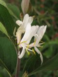 Lonicera maackii. Цветки. США, штат Мериленд, Роквилл, на обочине дороги. 18 сентября 2007 г.